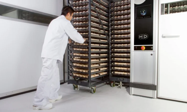 Инкубационные яйца Венгрия Польша Чехия (маркированные) КООБ 500 и другие породы - фото № 5