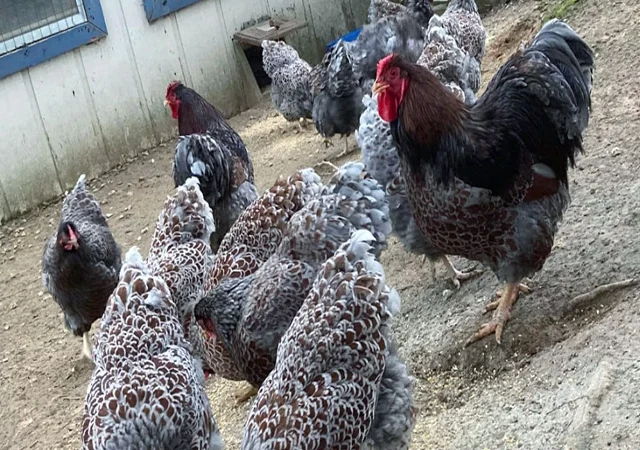 Інкубаційне яйце, сім'ї курей. Порода Віандот: блакитне золото, куріпчастий - фото № 1