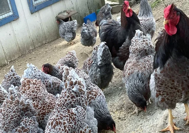 Інкубаційне яйце, сім'ї курей. Порода Віандот: блакитне золото, куріпчастий - фото № 2