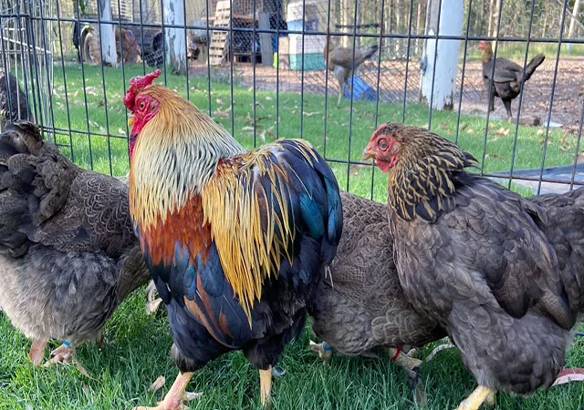 Інкубаційне яйце, сім'ї курей. Порода Віандот: блакитне золото, куріпчастий - фото № 3