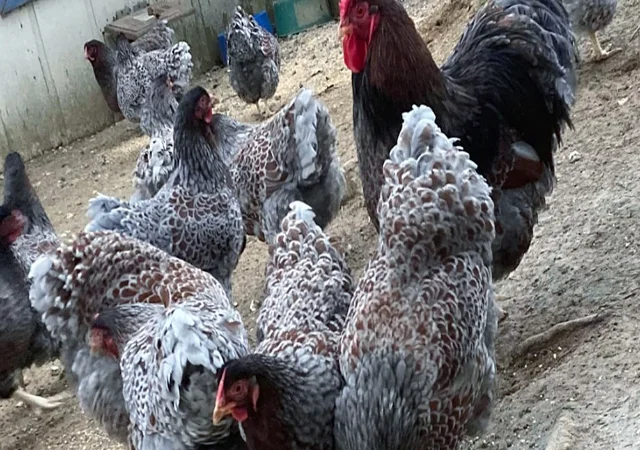 Інкубаційне яйце, сім'ї курей. Порода Віандот: блакитне золото, куріпчастий - фото № 4