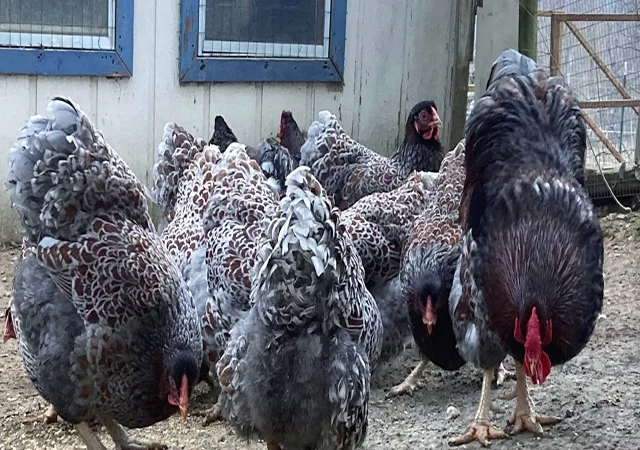 Інкубаційне яйце, сім'ї курей. Порода Віандот: блакитне золото, куріпчастий - фото № 5