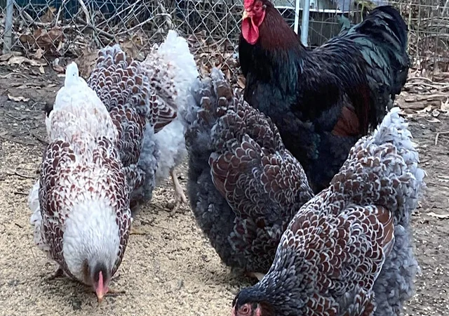 Інкубаційне яйце, сім'ї курей. Порода Віандот: блакитне золото, куріпчастий - фото № 6
