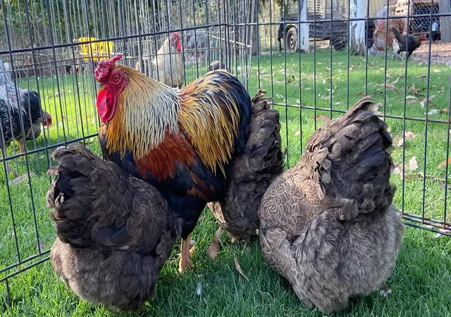 Інкубаційне яйце, сім'ї курей. Порода Віандот: блакитне золото, куріпчастий - фото № 7