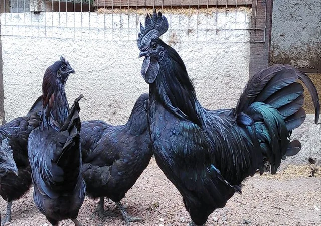 Інкубаційне яйце, сім'ї курей. Порода Аям Цемані - фото № 1