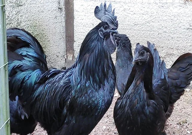 Інкубаційне яйце, сім'ї курей. Порода Аям Цемані - фото № 2