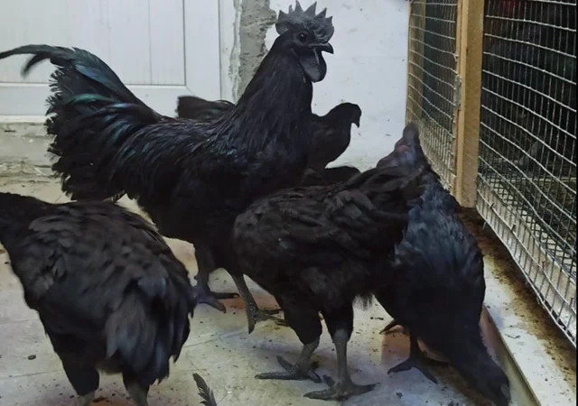 Інкубаційне яйце, сім'ї курей. Порода Аям Цемані - фото № 3