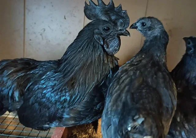 Інкубаційне яйце, сім'ї курей. Порода Аям Цемані - фото № 4