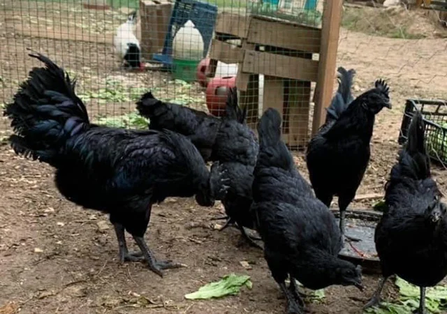 Інкубаційне яйце, сім'ї курей. Порода Аям Цемані - фото № 5