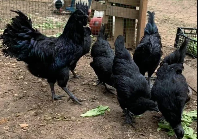 Інкубаційне яйце, сім'ї курей. Порода Аям Цемані - фото № 6