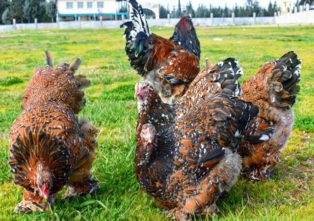 Інкубаційне яйце, сім'ї курей. Порода БРАМА: фарфорова, колумбійське золото - фото № 1