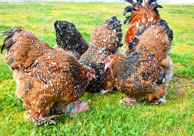 Інкубаційне яйце, сім'ї курей. Порода БРАМА: фарфорова, колумбійське золото - фото № 3