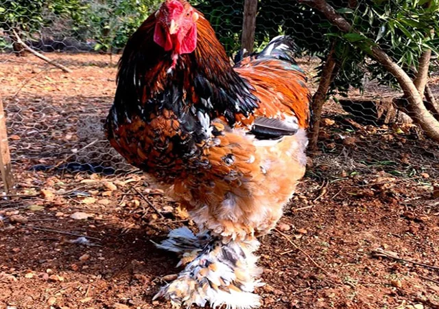 Інкубаційне яйце, сім'ї курей. Порода БРАМА: фарфорова, колумбійське золото - фото № 4