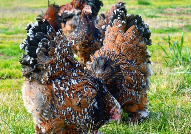 Інкубаційне яйце, сім'ї курей. Порода БРАМА: фарфорова, колумбійське золото - фото № 5
