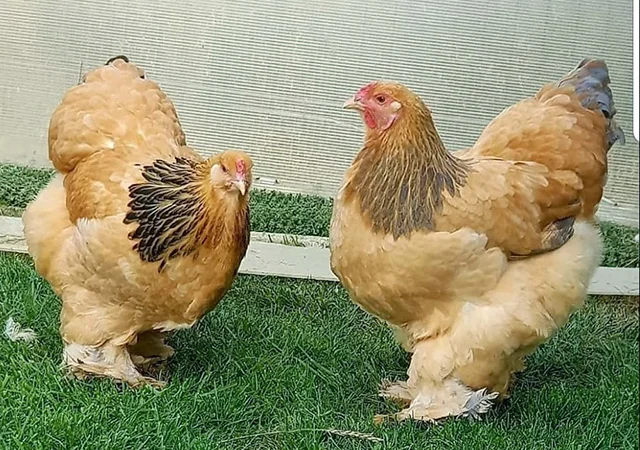 Інкубаційне яйце, сім'ї курей. Порода БРАМА: фарфорова, колумбійське золото - фото № 6