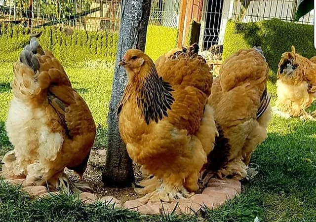 Інкубаційне яйце, сім'ї курей. Порода БРАМА: фарфорова, колумбійське золото - фото № 7