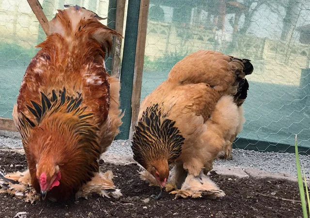 Інкубаційне яйце, сім'ї курей. Порода БРАМА: фарфорова, колумбійське золото - фото № 8