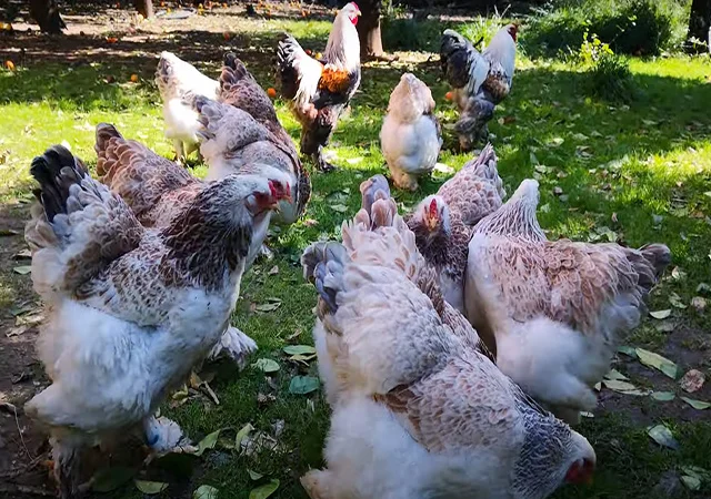 Інкубаційне яйце, сім'ї курей. Порода Брама: лососева, біле золото, мармуровий - фото № 1