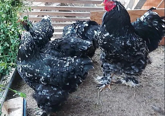 Інкубаційне яйце, сім'ї курей. Порода Брама: лососева, біле золото, мармуровий - фото № 2