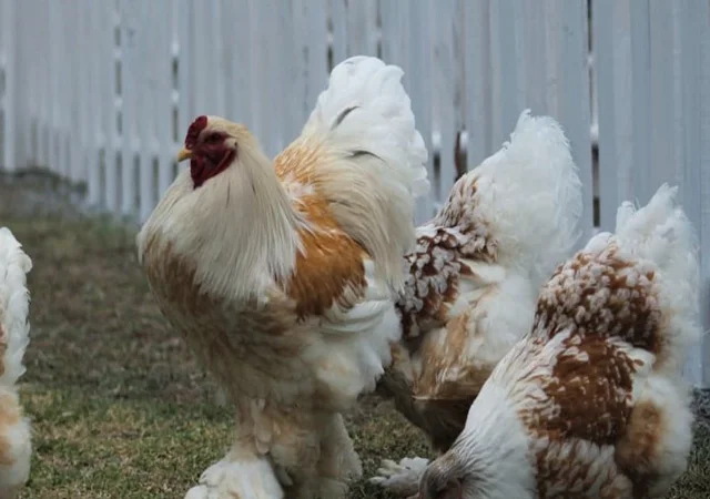 Інкубаційне яйце, сім'ї курей. Порода Брама: лососева, біле золото, мармуровий - фото № 3