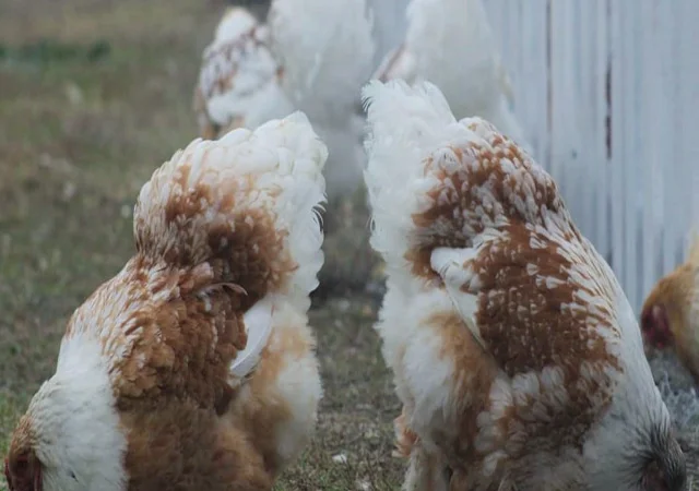 Інкубаційне яйце, сім'ї курей. Порода Брама: лососева, біле золото, мармуровий - фото № 4