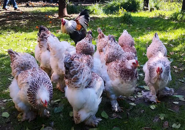 Інкубаційне яйце, сім'ї курей. Порода Брама: лососева, біле золото, мармуровий - фото № 5