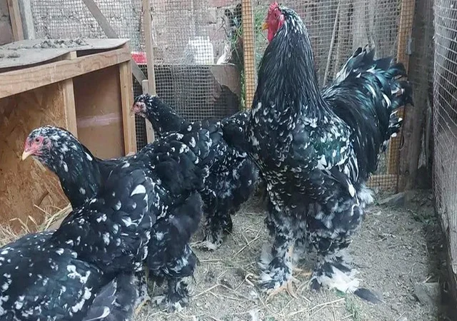 Інкубаційне яйце, сім'ї курей. Порода Брама: лососева, біле золото, мармуровий - фото № 6