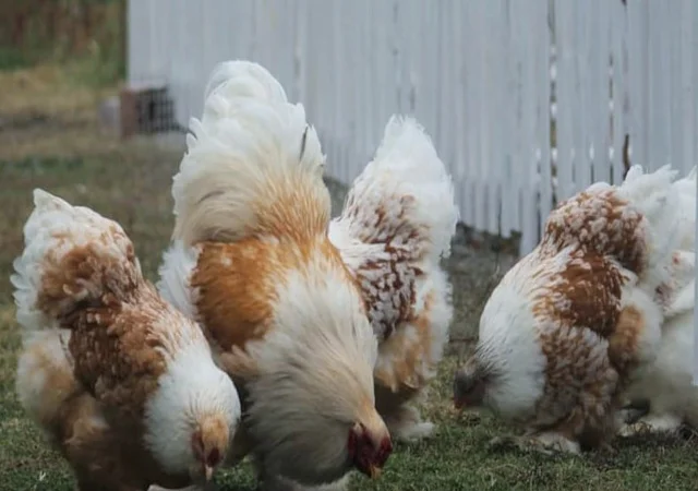 Інкубаційне яйце, сім'ї курей. Порода Брама: лососева, біле золото, мармуровий - фото № 7