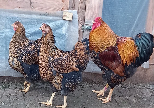 Інкубаційне яйце, сім'ї курей. Порода Віандот: біле золото, золото - фото № 1