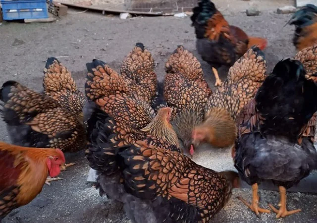 Інкубаційне яйце, сім'ї курей. Порода Віандот: біле золото, золото - фото № 5