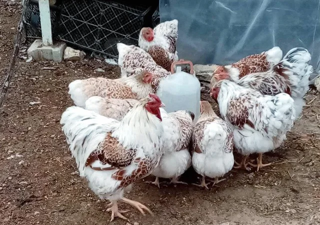 Інкубаційне яйце, сім'ї курей. Порода Віандот: біле золото, золото - фото № 7