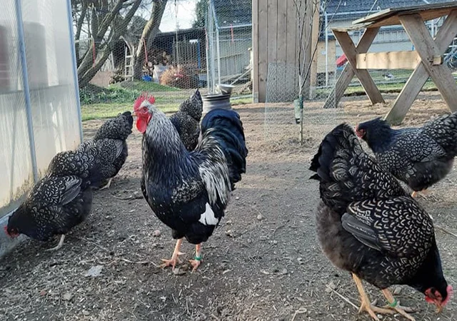 Інкубаційне яйце, сім'ї курей. Порода Барневельдер: срібло, білоокаймленний - фото № 5