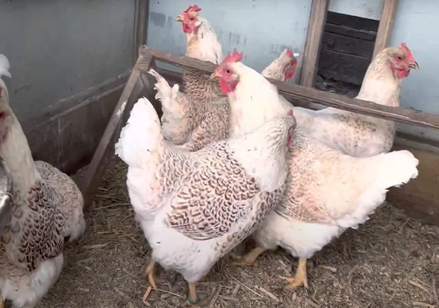 Інкубаційне яйце, сім'ї курей. Порода Барневельдер: срібло, білоокаймленний - фото № 6