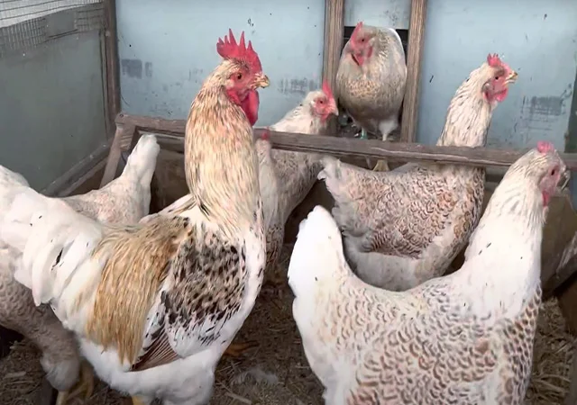 Інкубаційне яйце, сім'ї курей. Порода Барневельдер: срібло, білоокаймленний - фото № 7