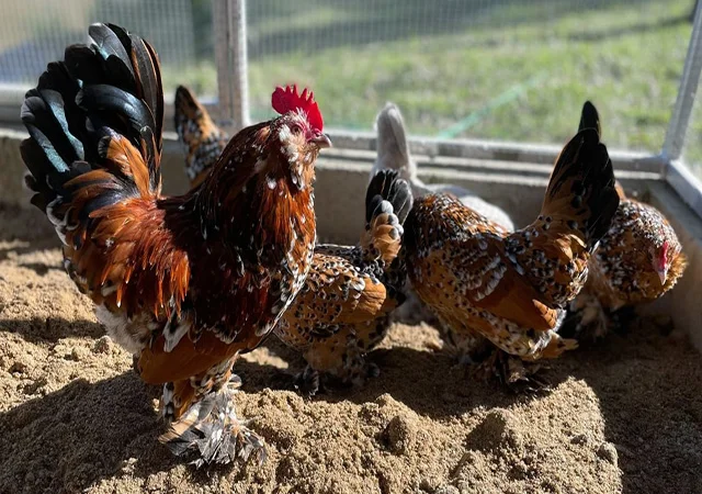 Інкубаційне яйце, сім'ї курей. Порода Мільфлер: фарфоровий, лимон - фото № 1