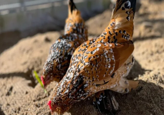 Інкубаційне яйце, сім'ї курей. Порода Мільфлер: фарфоровий, лимон - фото № 2