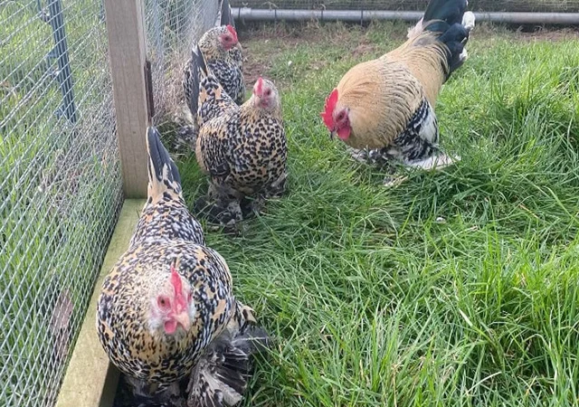 Інкубаційне яйце, сім'ї курей. Порода Мільфлер: фарфоровий, лимон - фото № 3