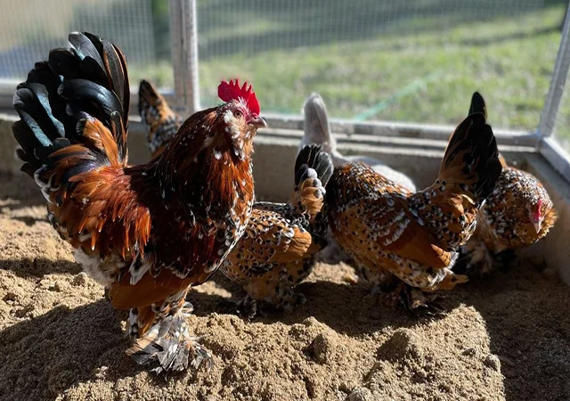 Інкубаційне яйце, сім'ї курей. Порода Мільфлер: фарфоровий, лимон - фото № 6