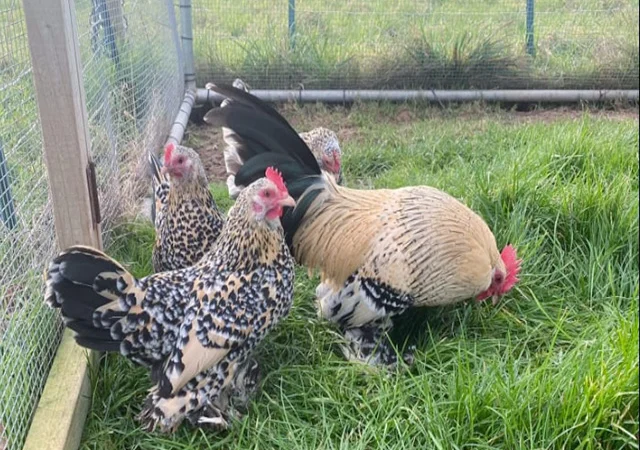 Інкубаційне яйце, сім'ї курей. Порода Мільфлер: фарфоровий, лимон - фото № 7