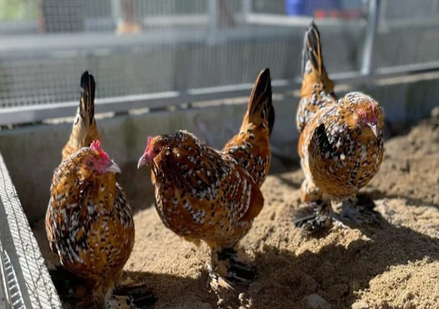 Інкубаційне яйце, сім'ї курей. Порода Мільфлер: фарфоровий, лимон - фото № 8