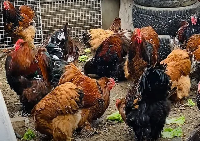 Інкубаційне яйце, сім'ї курей. Порода Кохінхін: лаванда, фарфоровий - фото № 2