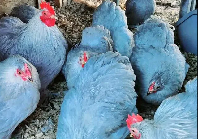 Інкубаційне яйце, сім'ї курей. Порода Кохінхін: лаванда, фарфоровий - фото № 3