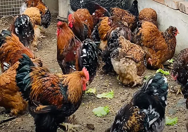 Інкубаційне яйце, сім'ї курей. Порода Кохінхін: лаванда, фарфоровий - фото № 4
