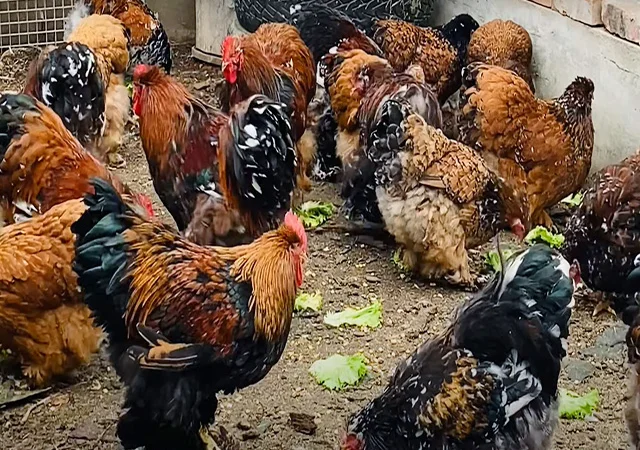 Інкубаційне яйце, сім'ї курей. Порода Кохінхін: лаванда, фарфоровий - фото № 5