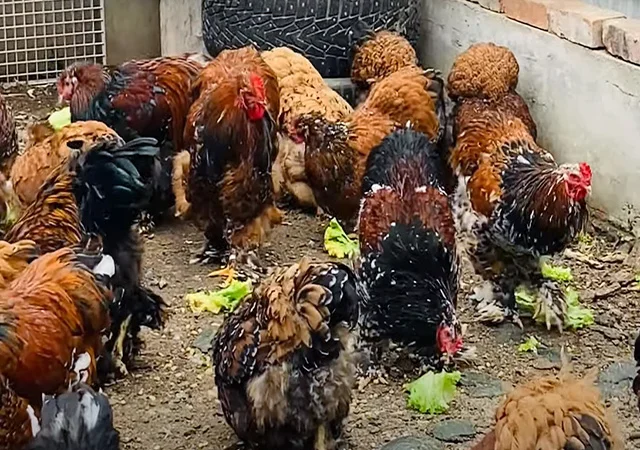 Інкубаційне яйце, сім'ї курей. Порода Кохінхін: лаванда, фарфоровий - фото № 6
