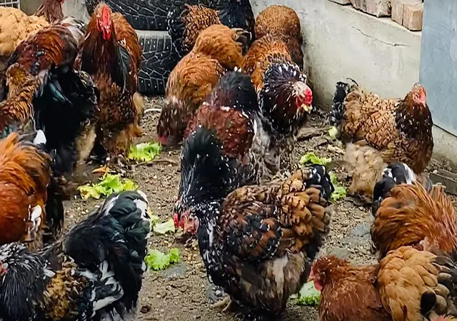 Інкубаційне яйце, сім'ї курей. Порода Кохінхін: лаванда, фарфоровий - фото № 7