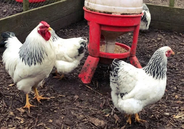 Віандот (колумбія, блакитна, смугастий) яйце інкубаційне - фото № 1