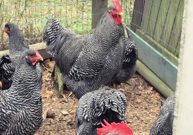 Віандот (колумбія, блакитна, смугастий) яйце інкубаційне - фото № 2