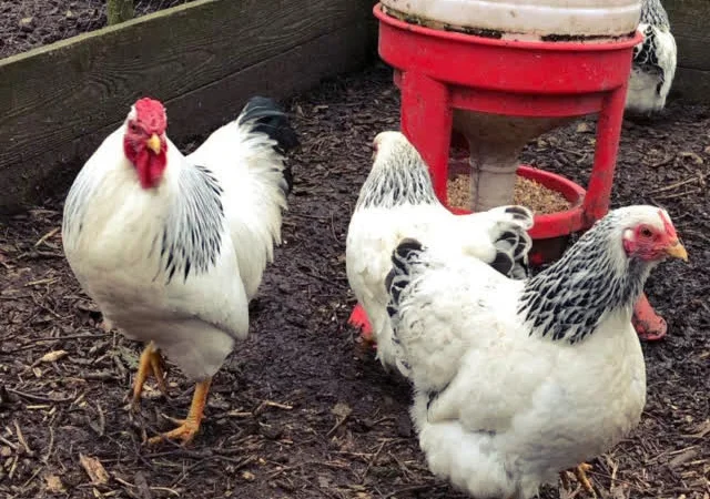 Віандот (колумбія, блакитна, смугастий) яйце інкубаційне - фото № 3