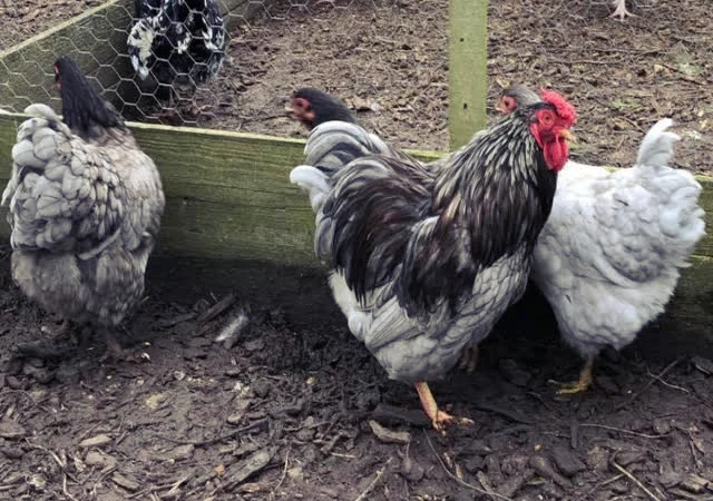 Віандот (колумбія, блакитна, смугастий) яйце інкубаційне - фото № 4